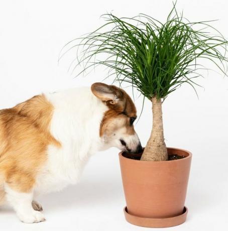štěně čichání rostlin