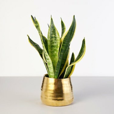 Oazė, 59 USD