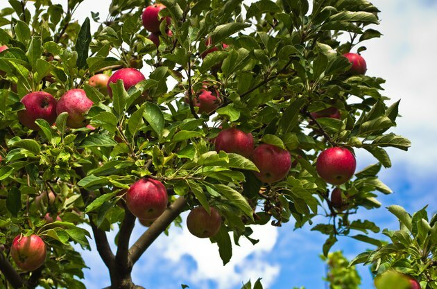 Nærbillede af røde æbler på et træ på frugtplantagen