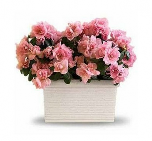 Azalea plant in witte container