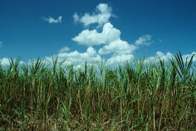 Sockerrörfält på Kuba 