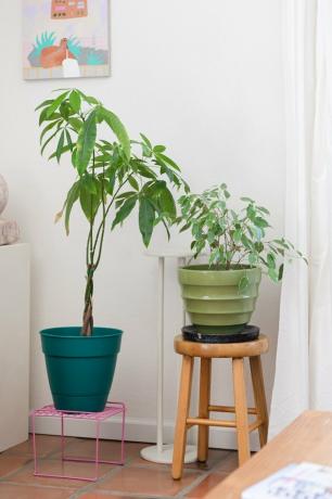 két növény zöld vázában