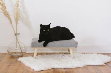 Черна котка на легло с бял килим, дървен под и ваза с растение