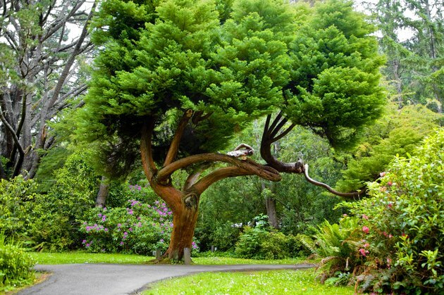 Червено кедрово дърво засенчва парк през лятото