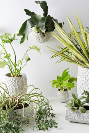 Best Planter Destinations Anthropologie