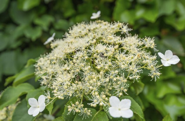 Closeup av en blomstrende klatrende hortensia