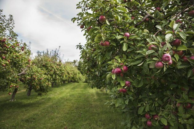 Bir elma bahçesinde bir elma ağacı üzerinde olgun kırmızı elma.