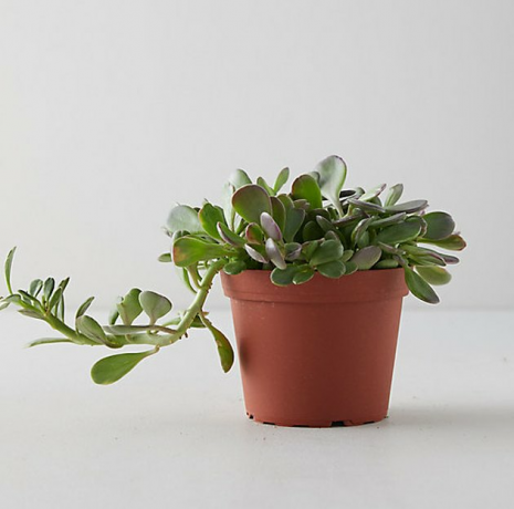 Galinis Jade augalas