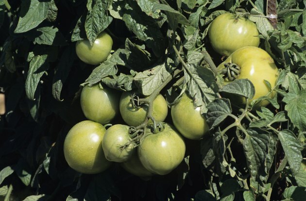 Tomates vertes sur vigne, Floride, USA