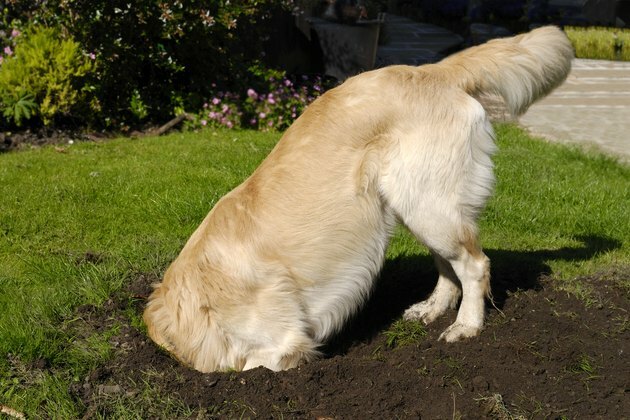 Golden Retriever hundegrave hull