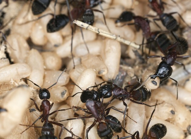 "Formiga carpinteiro, Camponotus herculeanus, resgatando o comportamento dos ovos, ma"