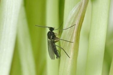 Adulto de mosquito fungo de asa escura, Sciaridae no solo. Estas são pragas comuns que danificam as raízes das plantas, são pragas comuns de vasos de plantas ornamentais em casas