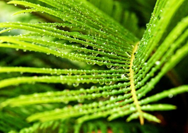 Cycad Dew