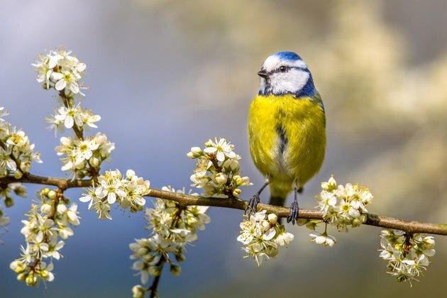 Blåmes i hagtornsblomning