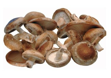 shiitake sieniä