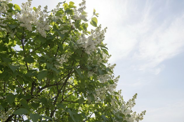 Lilas blanc