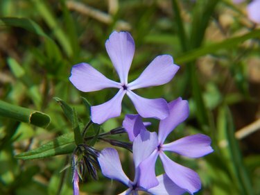 Wilde blaue Phlox-Blumen in voller Blüte
