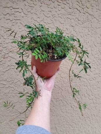 Planta sensível