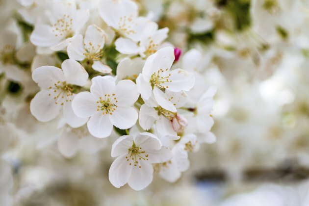 Balto krabju ābeļu koki pavasara ziedā