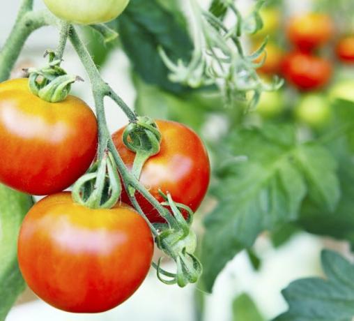 Les tomates mûrissent dans le jardin