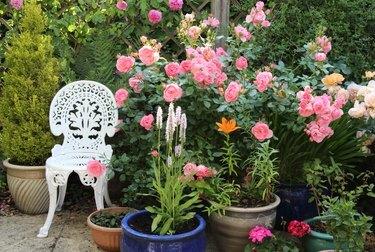 Topfpflanzen & Rosen auf der Terrasse im englischen Hausgarten.