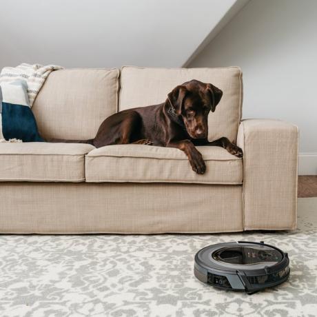 hond op de bank kijken naar Shark ION Robot Vacuum