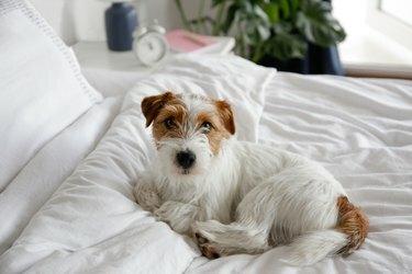 Mignon chiot jack russell terrier poilu