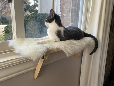 Design House Boutique Cat Window Ahven