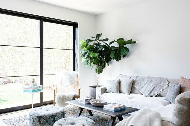 Fiddle-Leaf Tree plant in moderne boho woonkamer