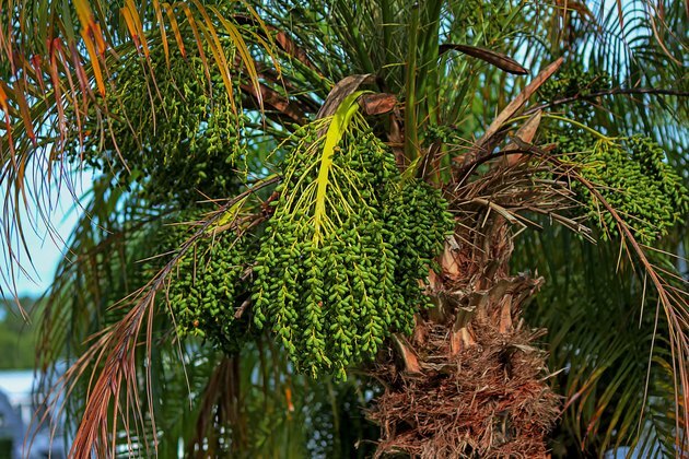 Зеленая связка пигмеев финиковой пальмы