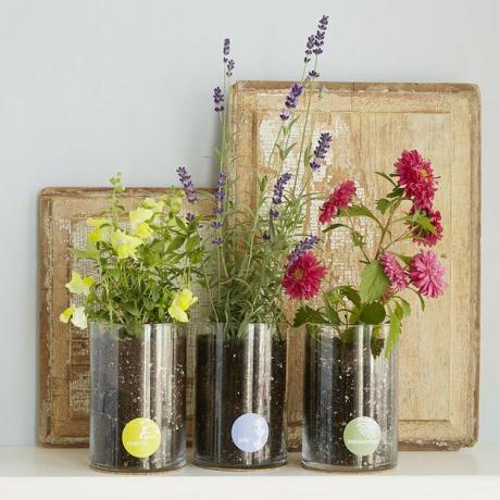 três flores em kits de cultivo