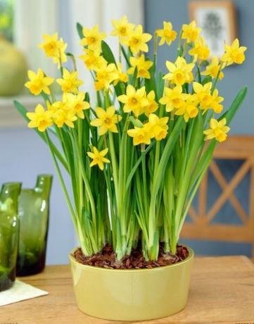 Narcisi gialli conservati in vaso sul tavolo
