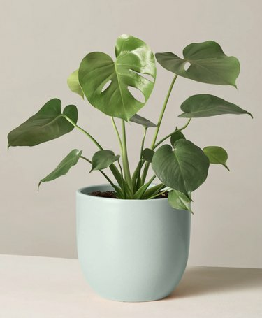 Monstera Deliciosa -kasvi mintunistutuskoneessa