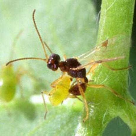 Ziedu labvēlīgie kukaiņi: Trichogramma lapsenes