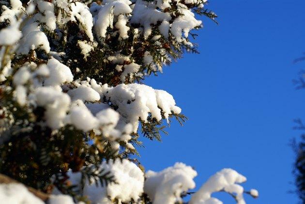 ramos de thuja sempre-verdes com neve