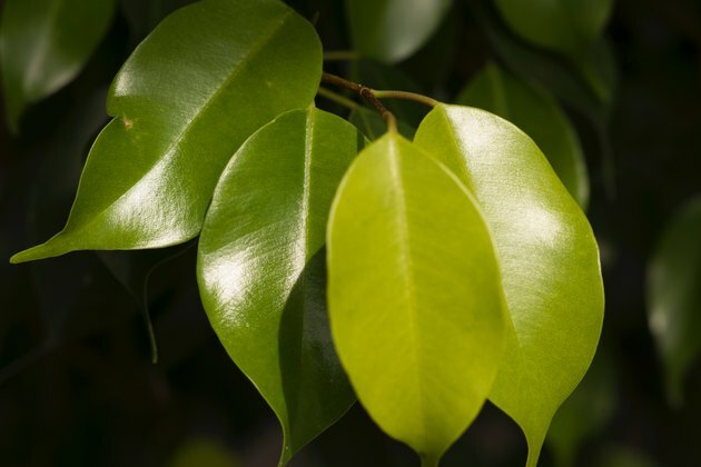 Nærbillede af Ficus blade (Ficus Benjamin, grædende figen, Benjamin fig, Ficus træ)