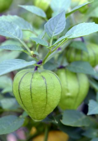 томатилло плодовое растение