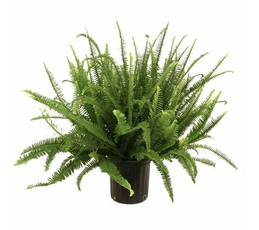 Plantas Home Depot