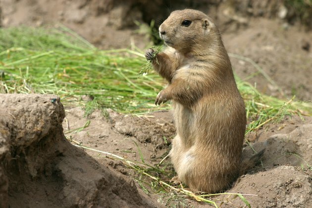 chien de prairie