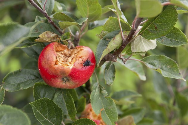 ruttet äpple