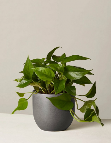 Pothos plant van The Sill