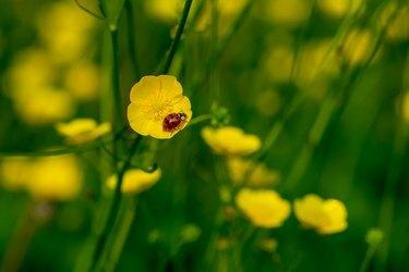 Harlekin nyckelpiga på de gula kronbladen i en vildblomma av en smörblomma