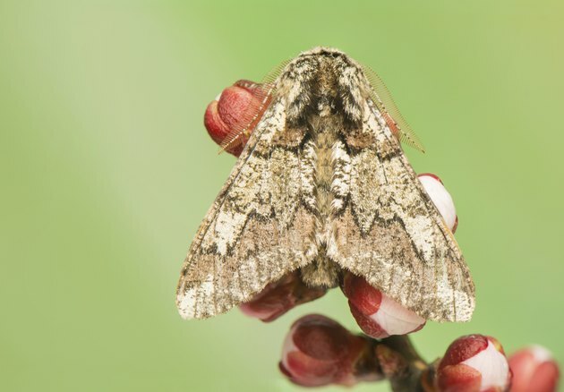 Biston strataria