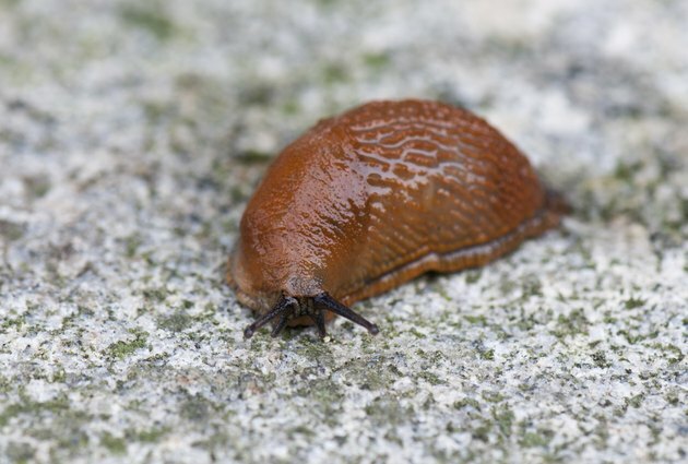 nærbilde av en snegle