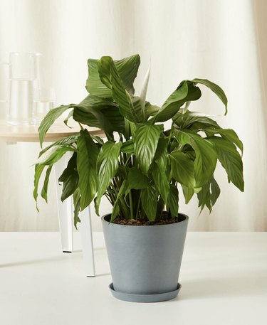 Peace Lily -kasvi harmaansinisessä istutuskoneessa