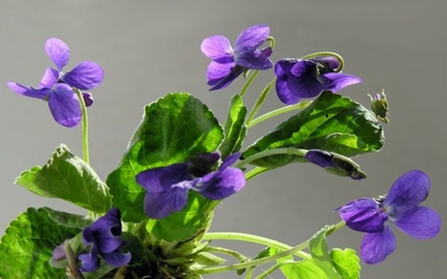 dulces violetas de primavera