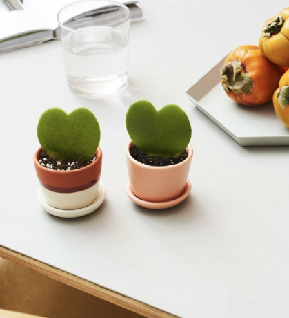 pequena planta coração hoya