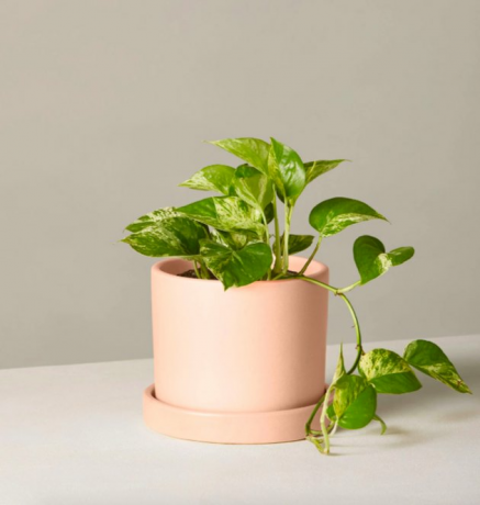 de dorpel pothos plant