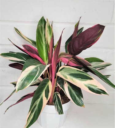 3 Eksoottisen vihreä Calathea Triostar