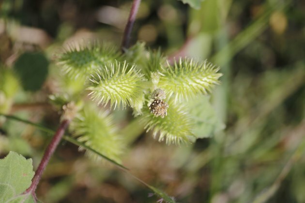 Frukt av Noogoora burr, Xanthium occidentale